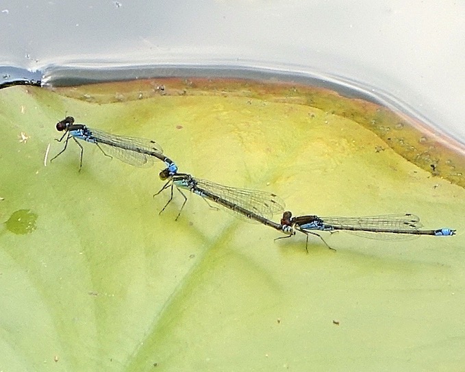 small red-eyed damselflies